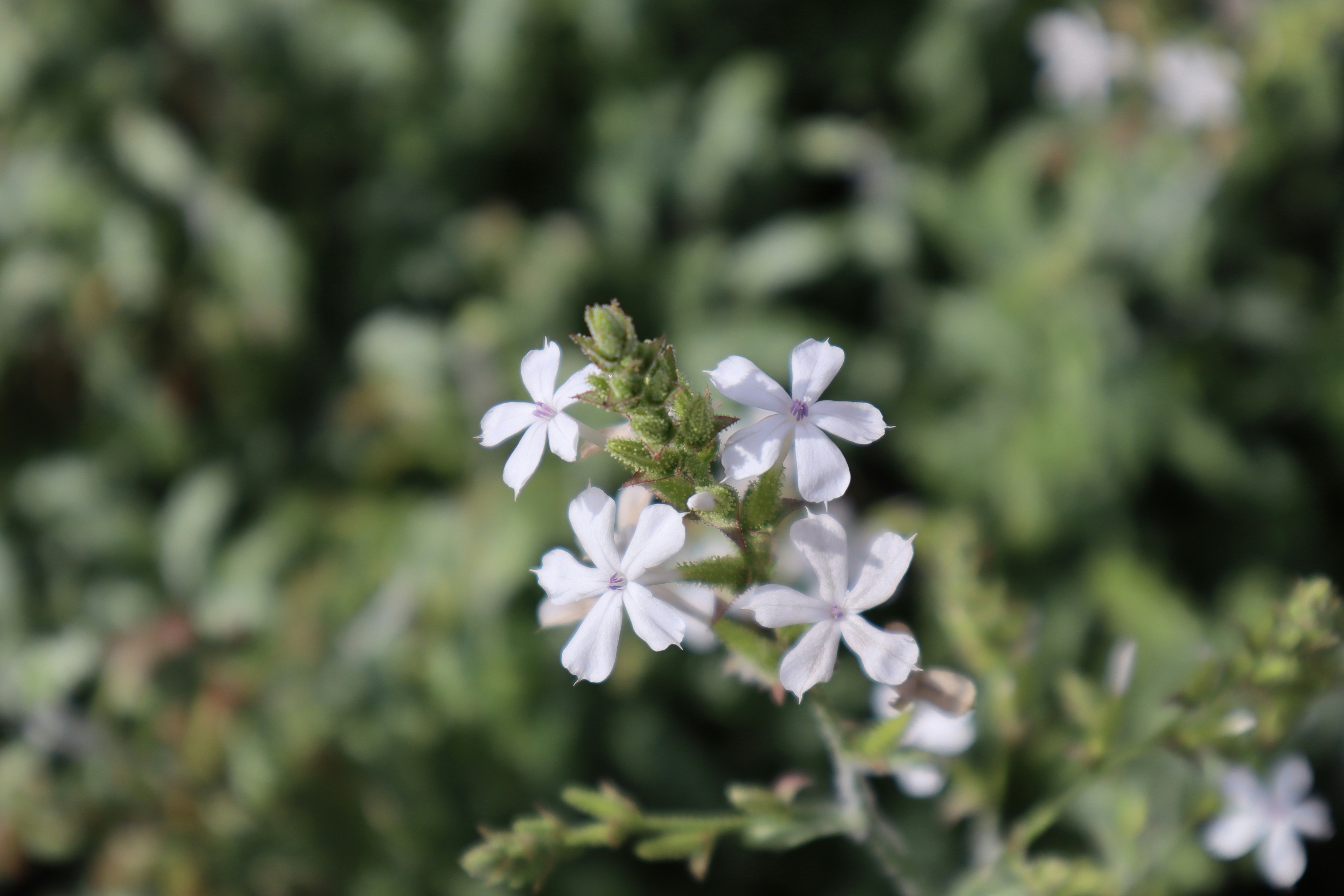 Session%20 %201%20Hourly%20 %20Bright%20White%20Flowers%20Five%20Petals%20 %20Allison%20Astorga%20Unsplash