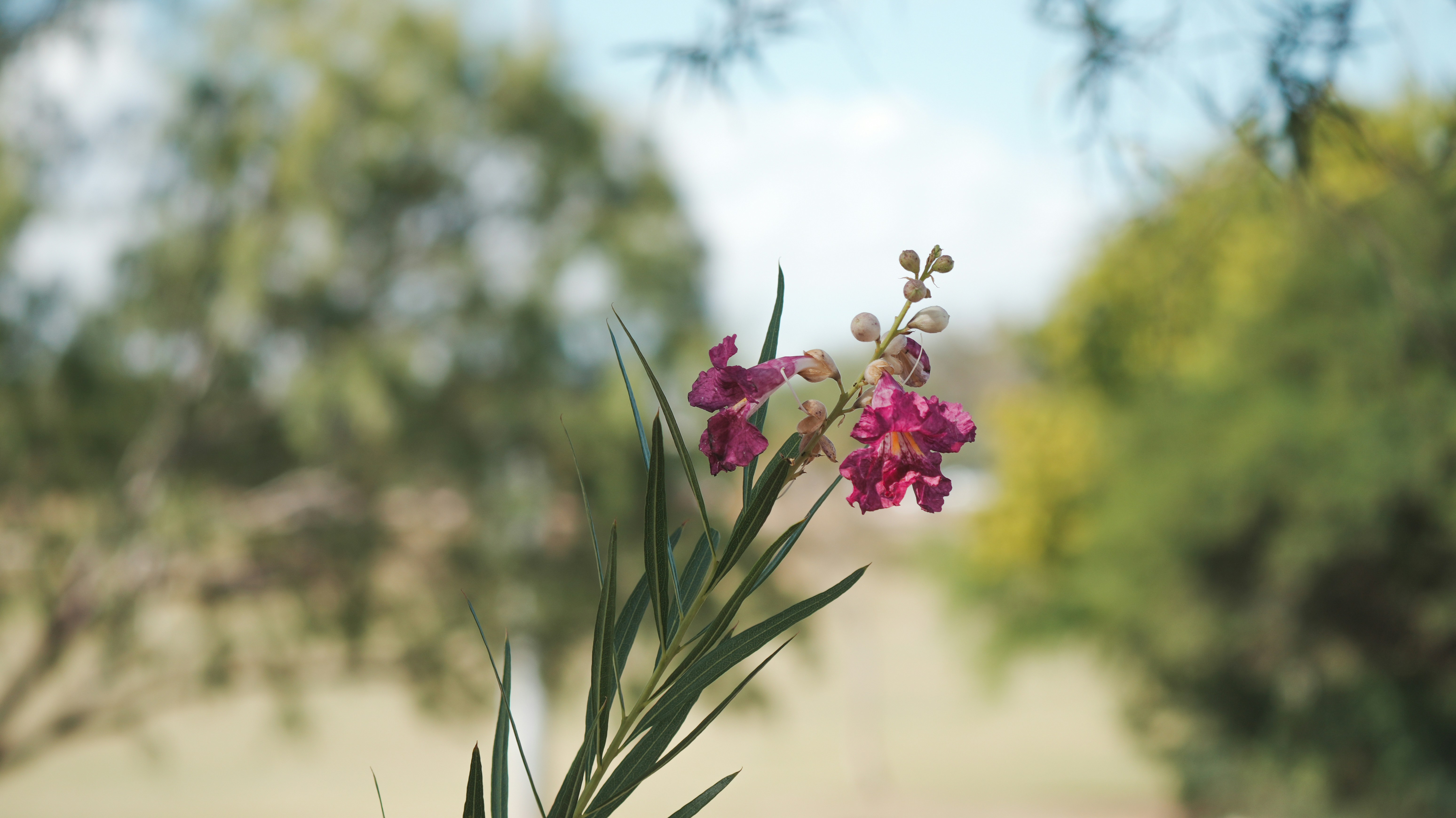 Session%20 %2012%20Hourlies%20 %20Shaded%20Purple%20Red%20Flowers%20with%20Green%20Leaves%20 %20JC%20Cervantes%20Unsplash