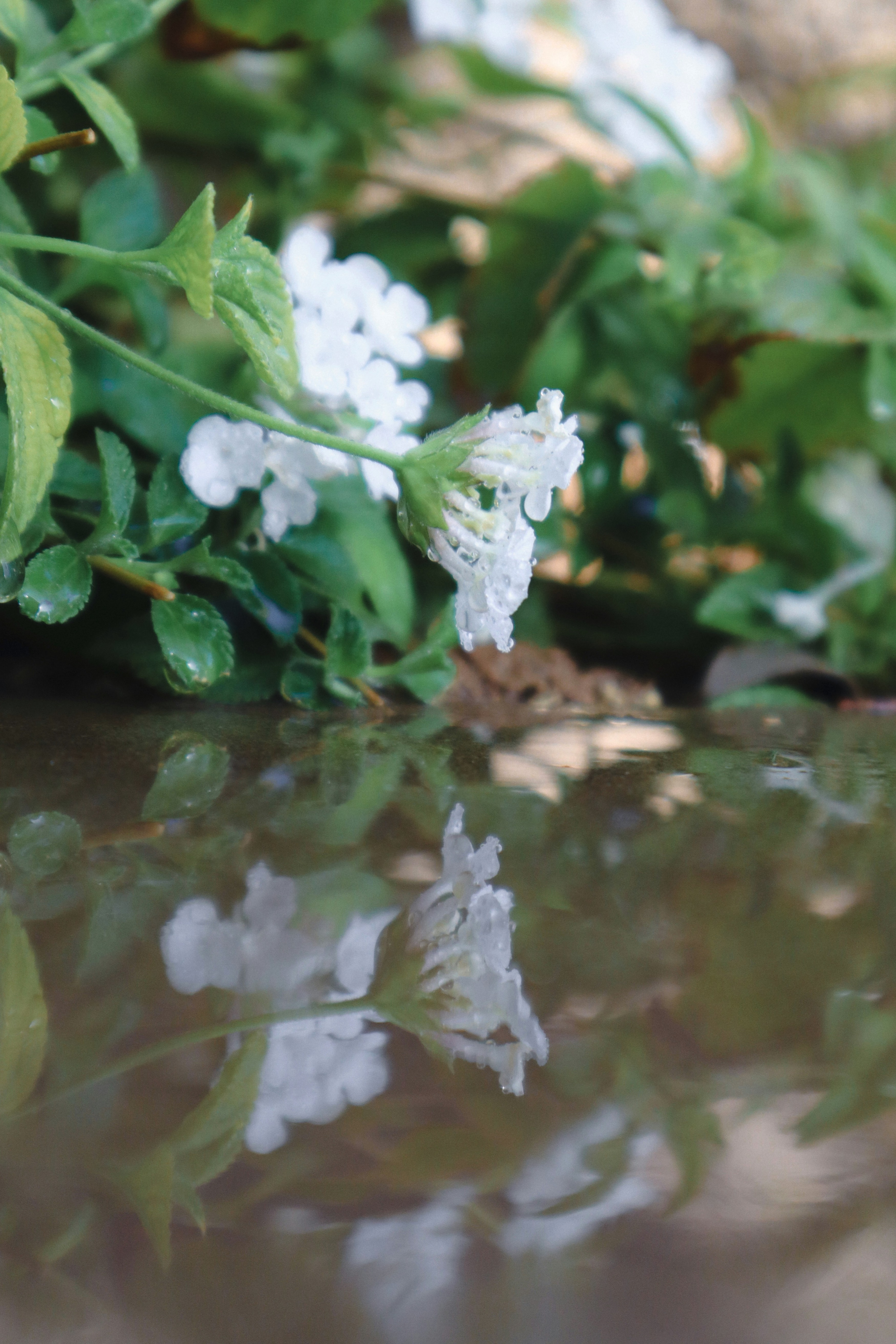 Session%20 %202%20Hourlies %20Bright%20White%20Flowers%20Reflected%20 %20Allison%20Astorga%20Unsplash