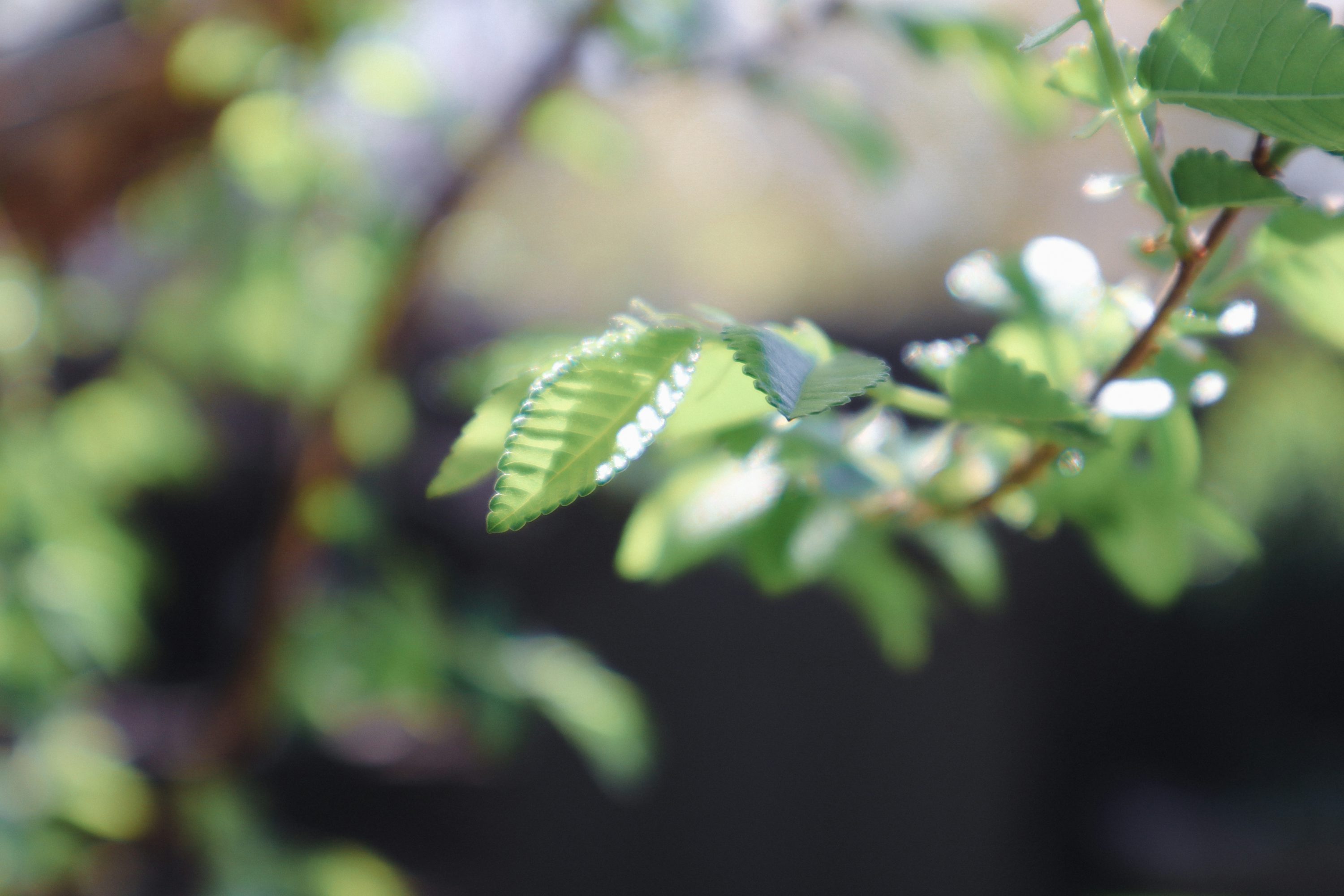 Session%20 %203%20Hourlies%20 %20Soft%20Purple%20Flowers%20with%20Green%20Stems%20 %20Allison%20Astorga%20Unsplash