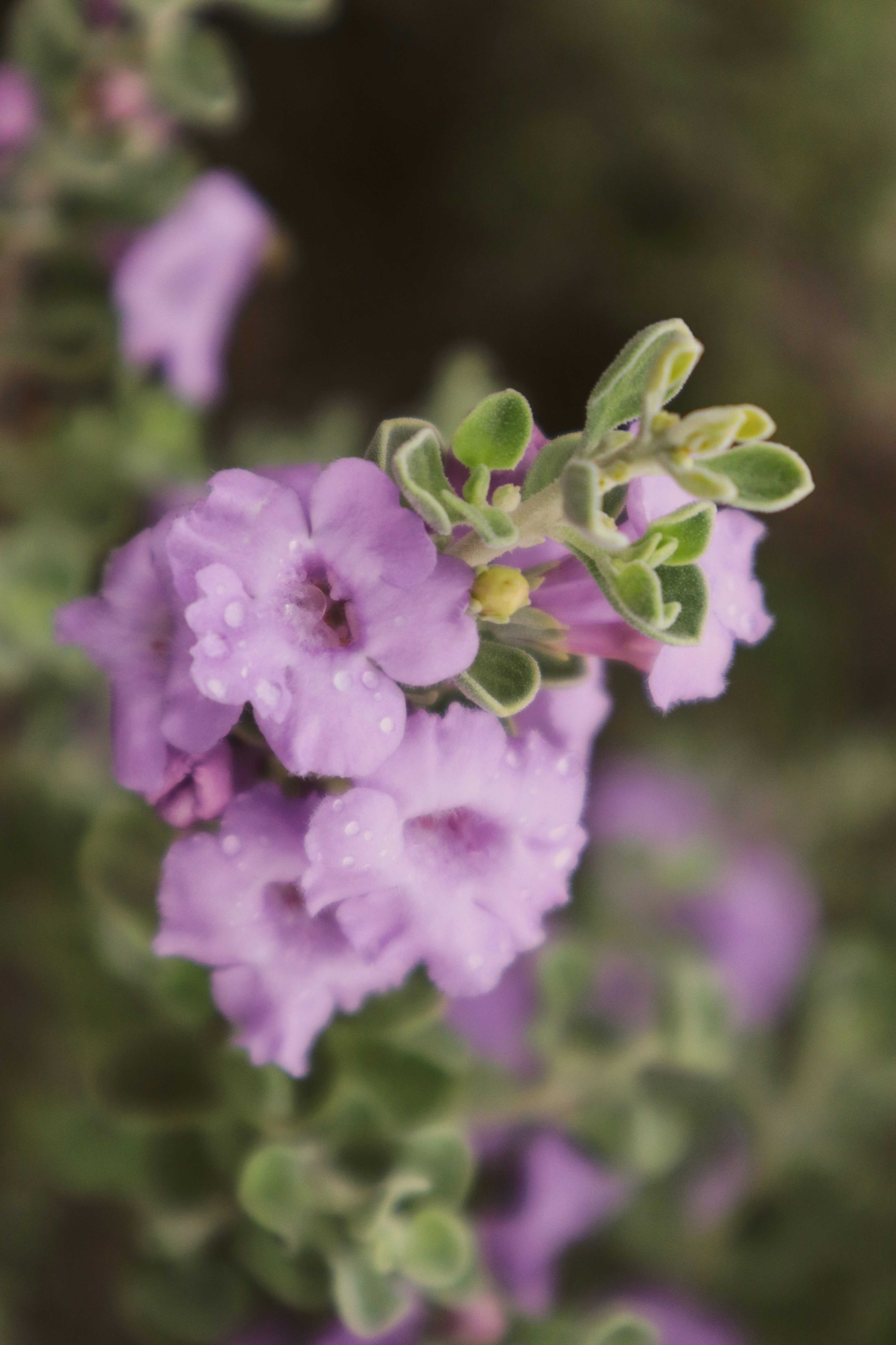 Session%20 %20First%20Session%20 %20Soft%20Purple%20Flowers%20with%20Dew%20Drops%20 %20Allison%20Astorga%20Unsplash